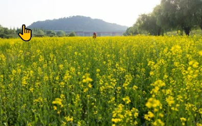 2024 창릉천 유채꽃 축제 