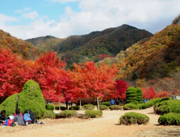 2025 가을 전라도 단풍 명소 BEST ❘ 내장산&middot;지리산&middot;백암산 절정 시기 &amp; 코스