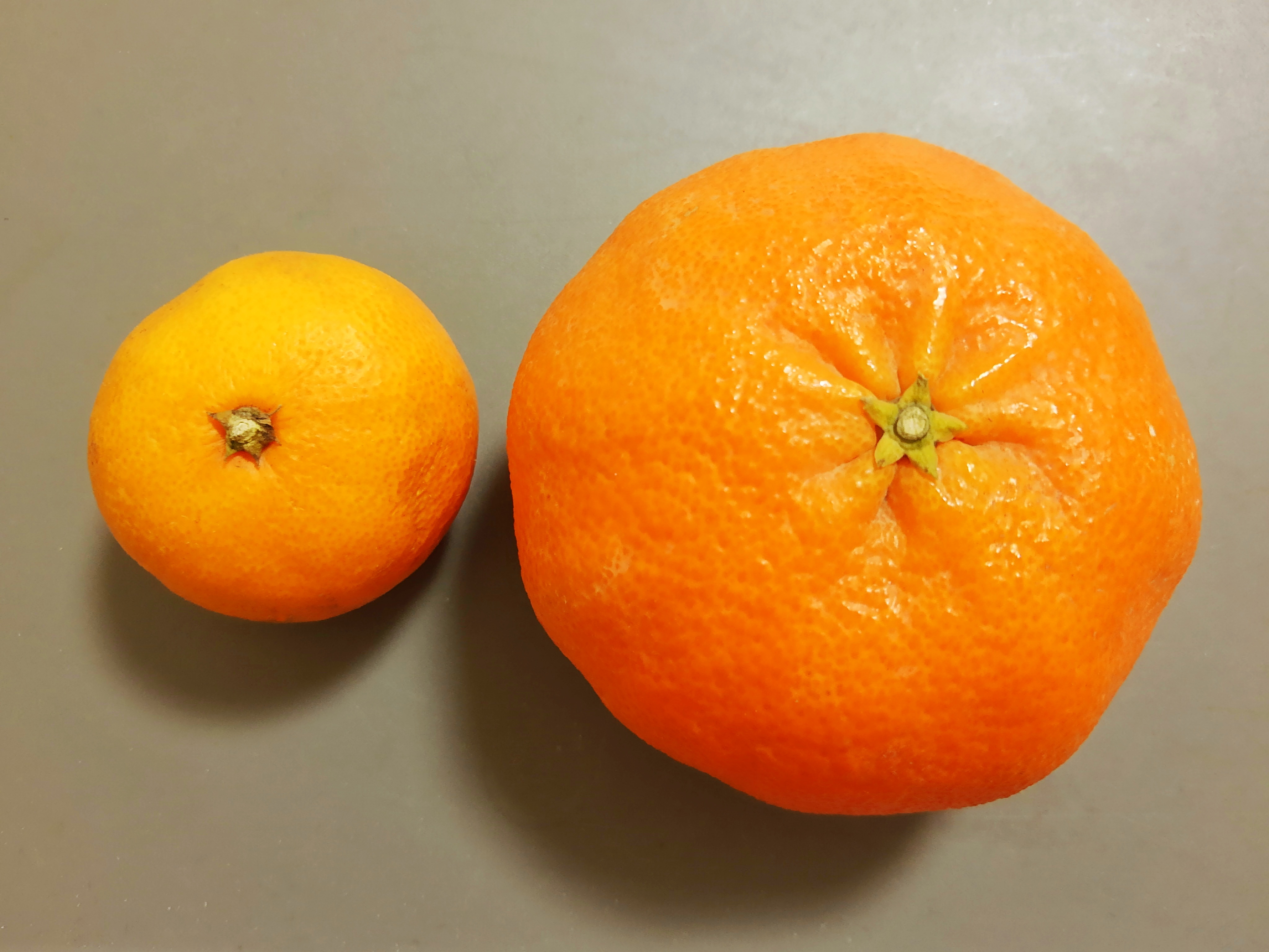 레드향은 일본에서 개발된 고당도 만감류 감귤 품종