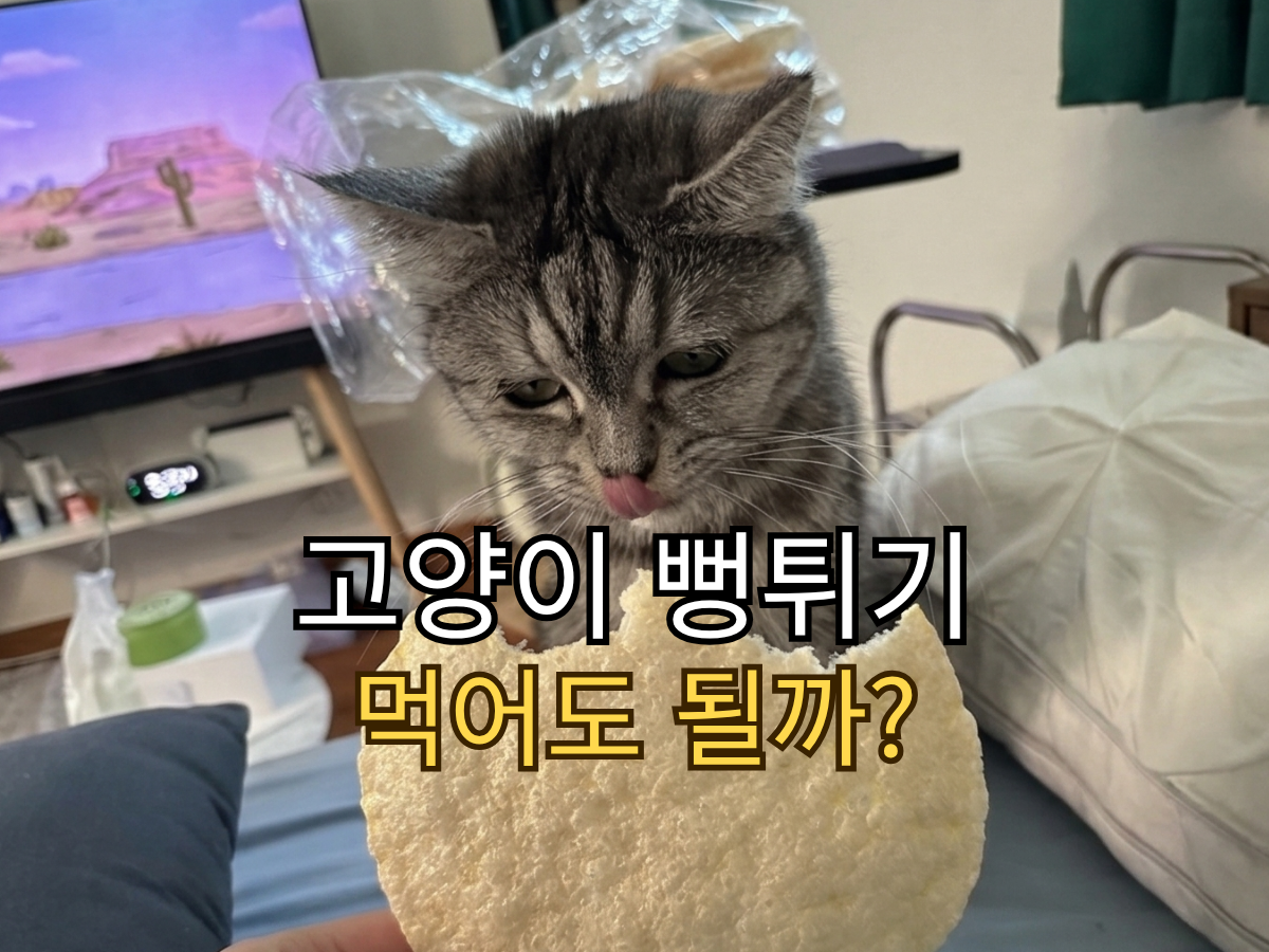 '고양이 뻥튀기 먹어도 될까?'라는 텍스트와 함께 자기 얼굴만 한 큰 뻥튀기를 보며 혀를 핥짝이는 고양이 별찌 썸네일 이미지