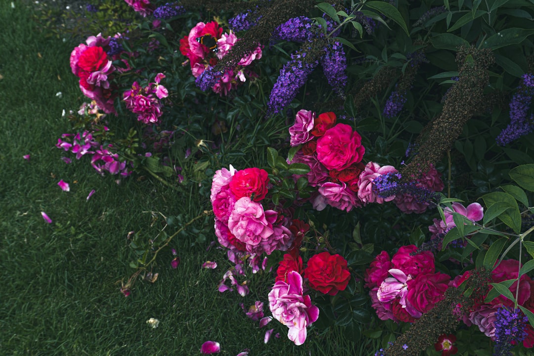 Flower Expo