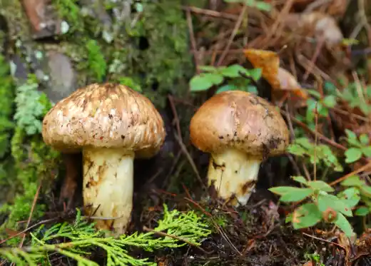 자연산 송이버섯 가격 및 시세&amp;#44; 효능 효과