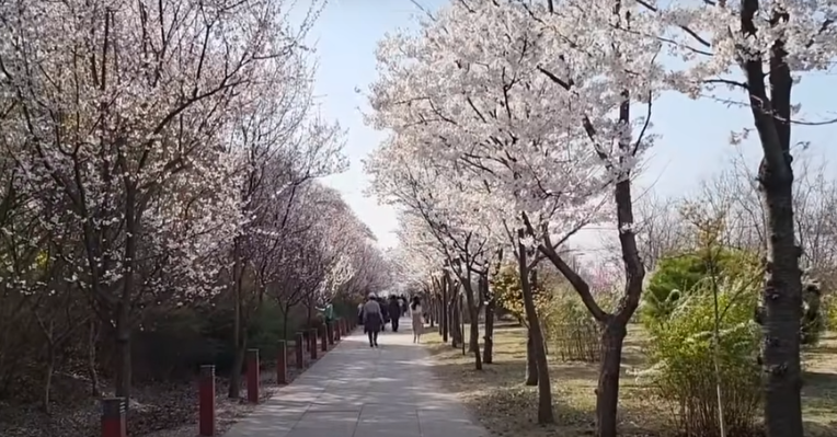 여의도 벚꽃 사진