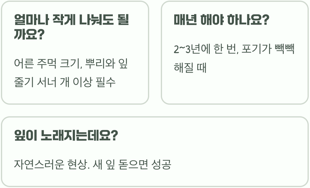 한번 심으면 정원을 뒤덮는 물망초, 포기나누기로 쉽게 번식시키는 법