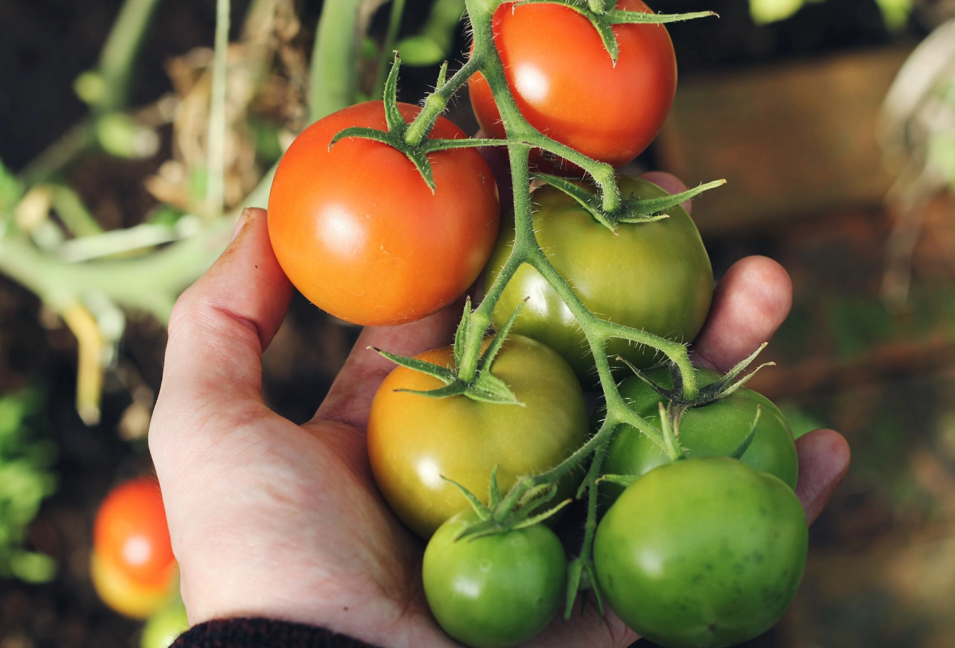 대저토마토 짭짤이토마토 차이