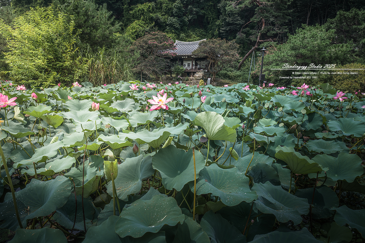 #안동 #체화정 #연꽃 #연못 #배롱꽃