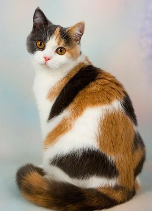 고양이 산책