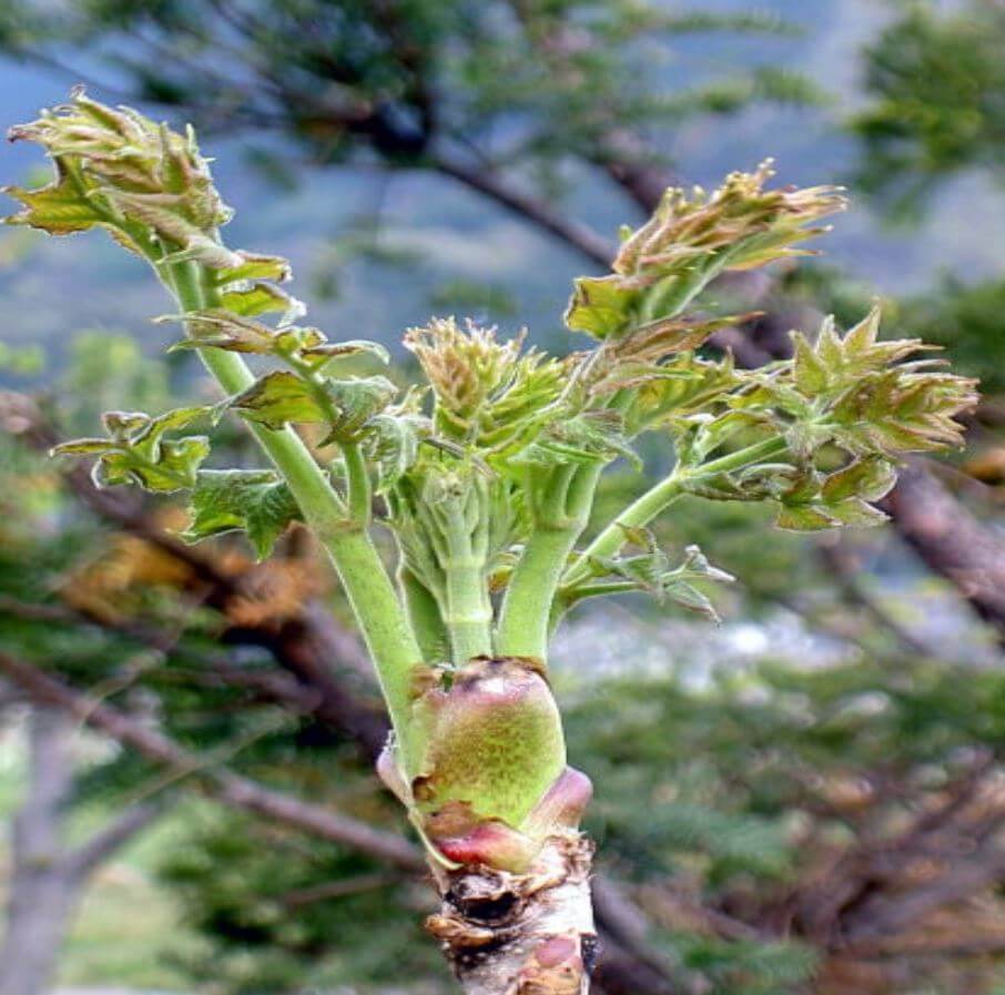 두릅나무 새순 사진