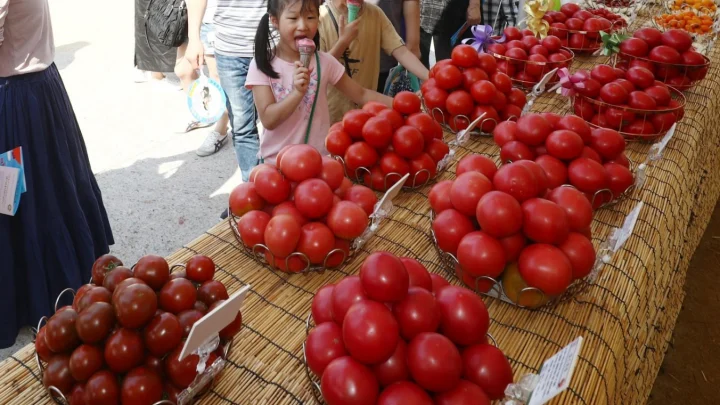 퇴촌 토마토 축제