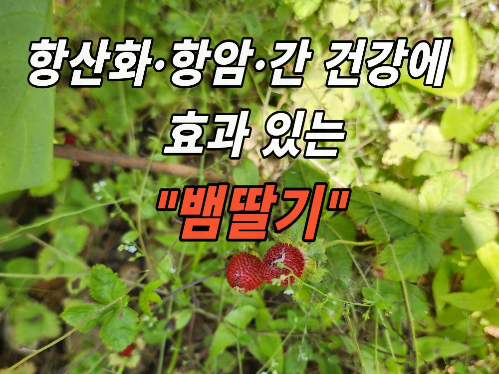 밭가에서 본 뱀딸기