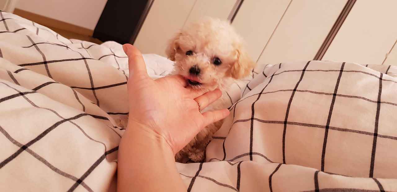 사람손위에 강아지가 턱 올리고 있는 모습(푸들강아지)
