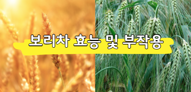 보리차 효능 및 부작용, 물대신 괜찮을까? (하루 권장량)