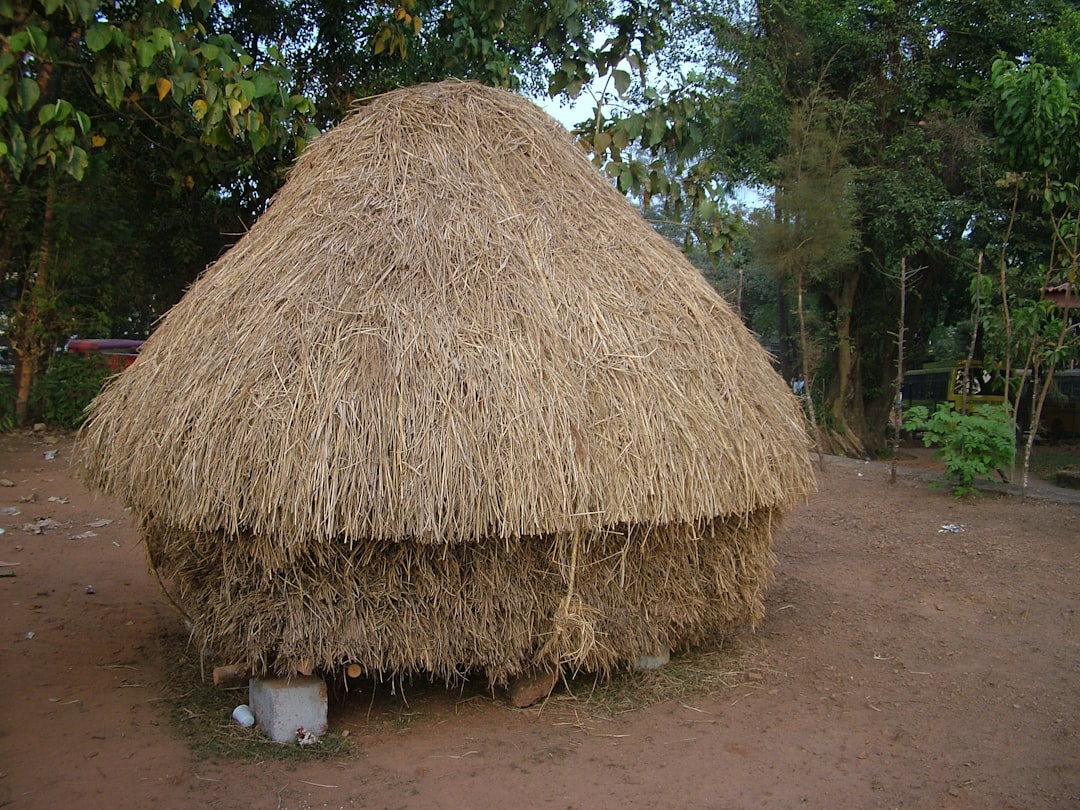 'Bongo'