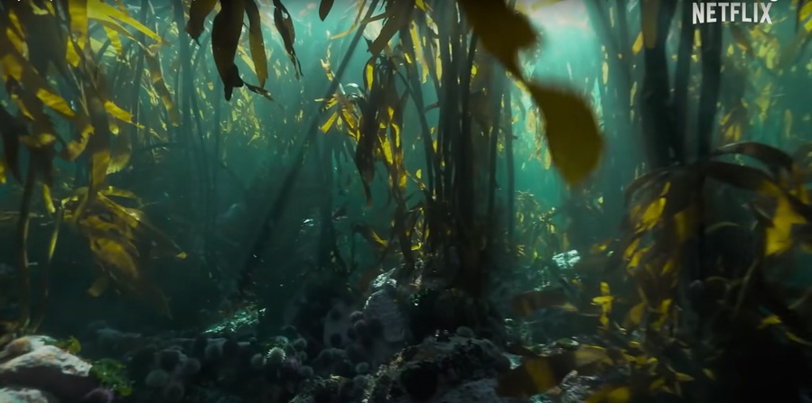 나의 문어 선생님