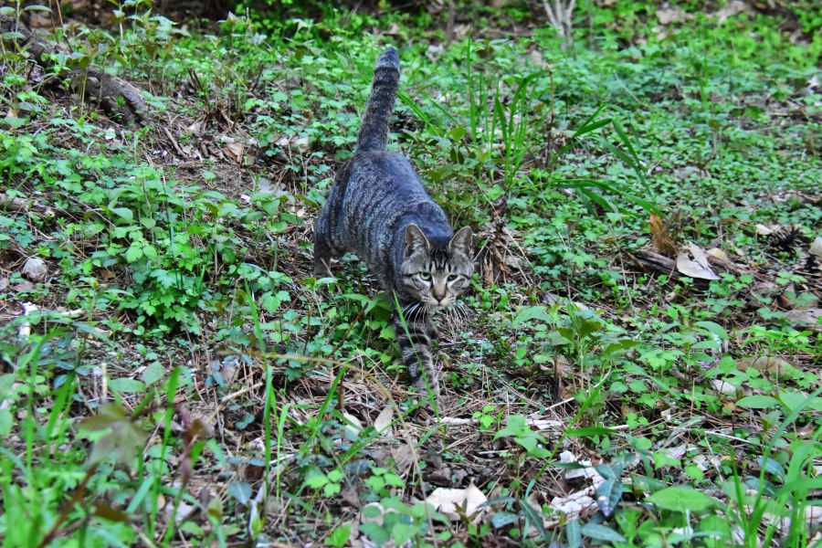 부산 민주공원 고양이
