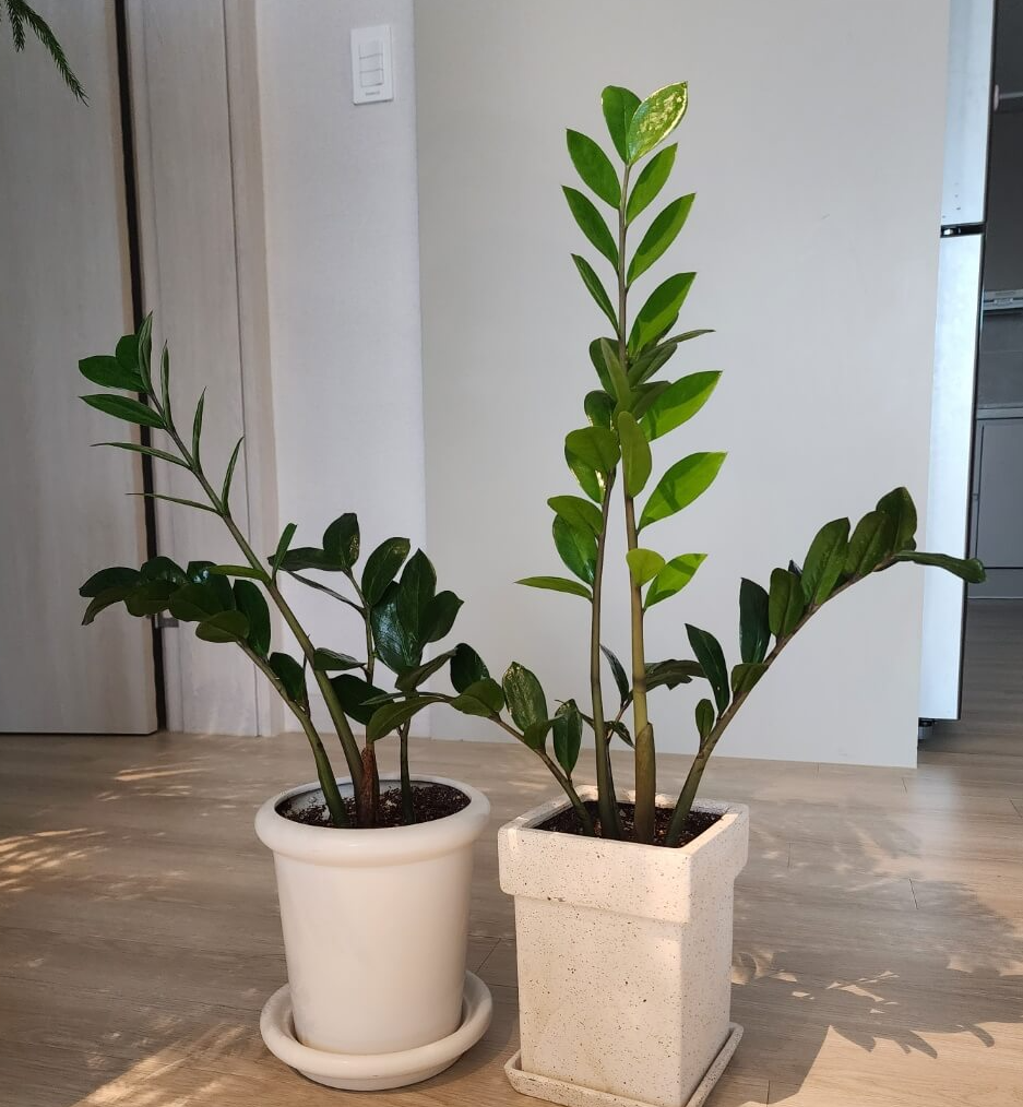 굵고 튼튼하게 자라나오는 금전수