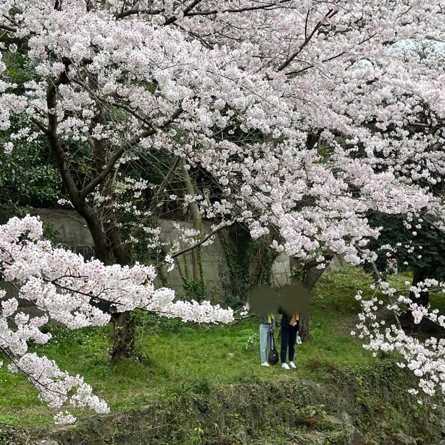 신산공원-벚꽃-풍경2