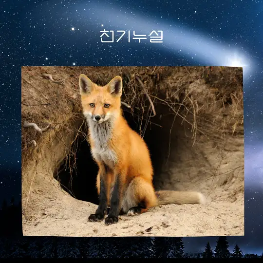 여우가 등장하는 꿈 해몽