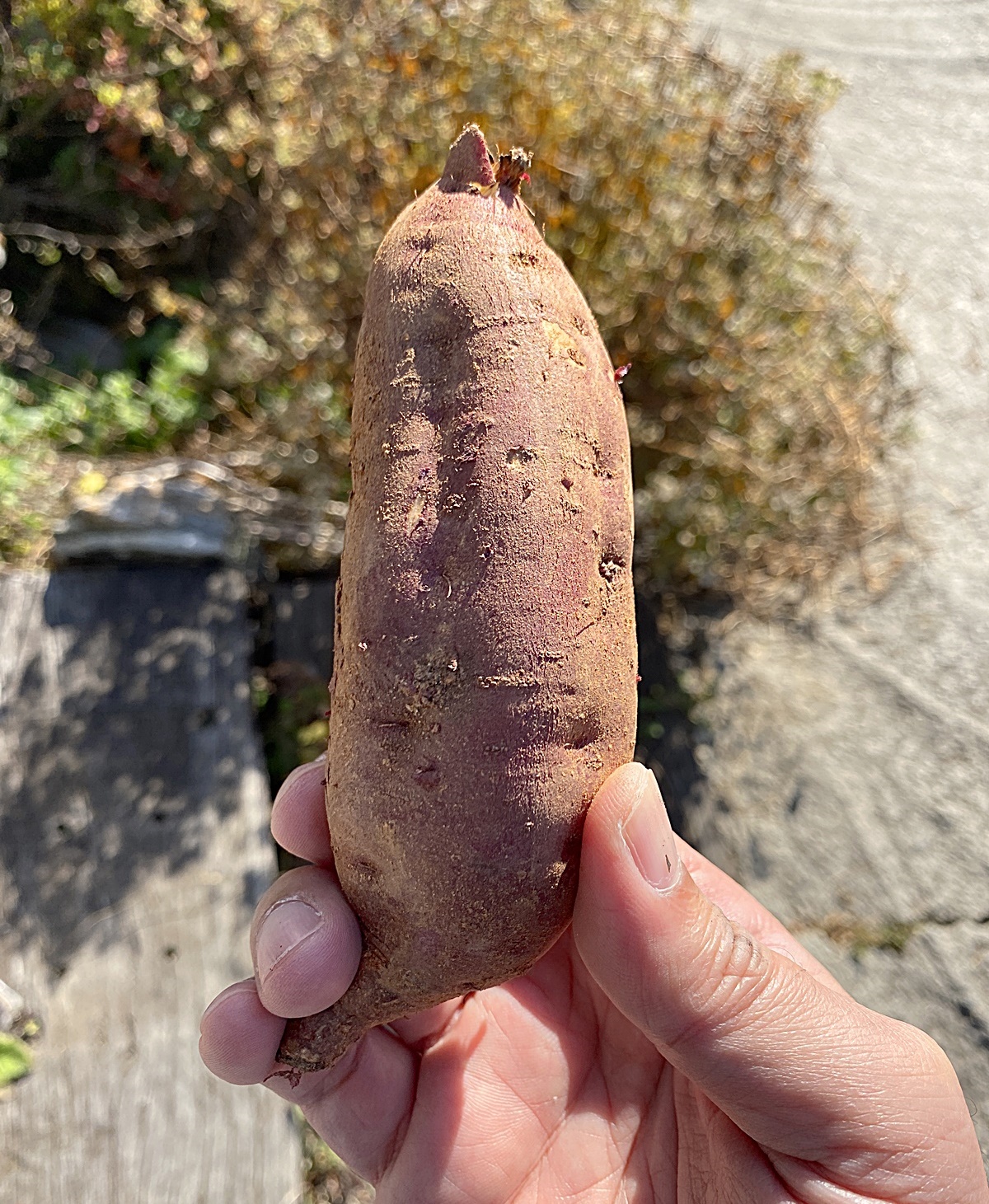 베니하루카 중상 크기