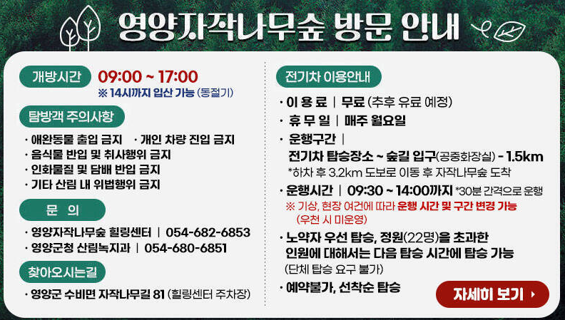 영양자작나무숲

2