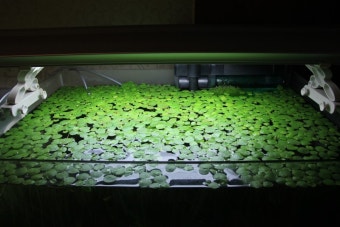 아마존 개구리 사육을 위한 최적화 환경 만들기