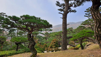 단풍명소_화담숲_소나무정원