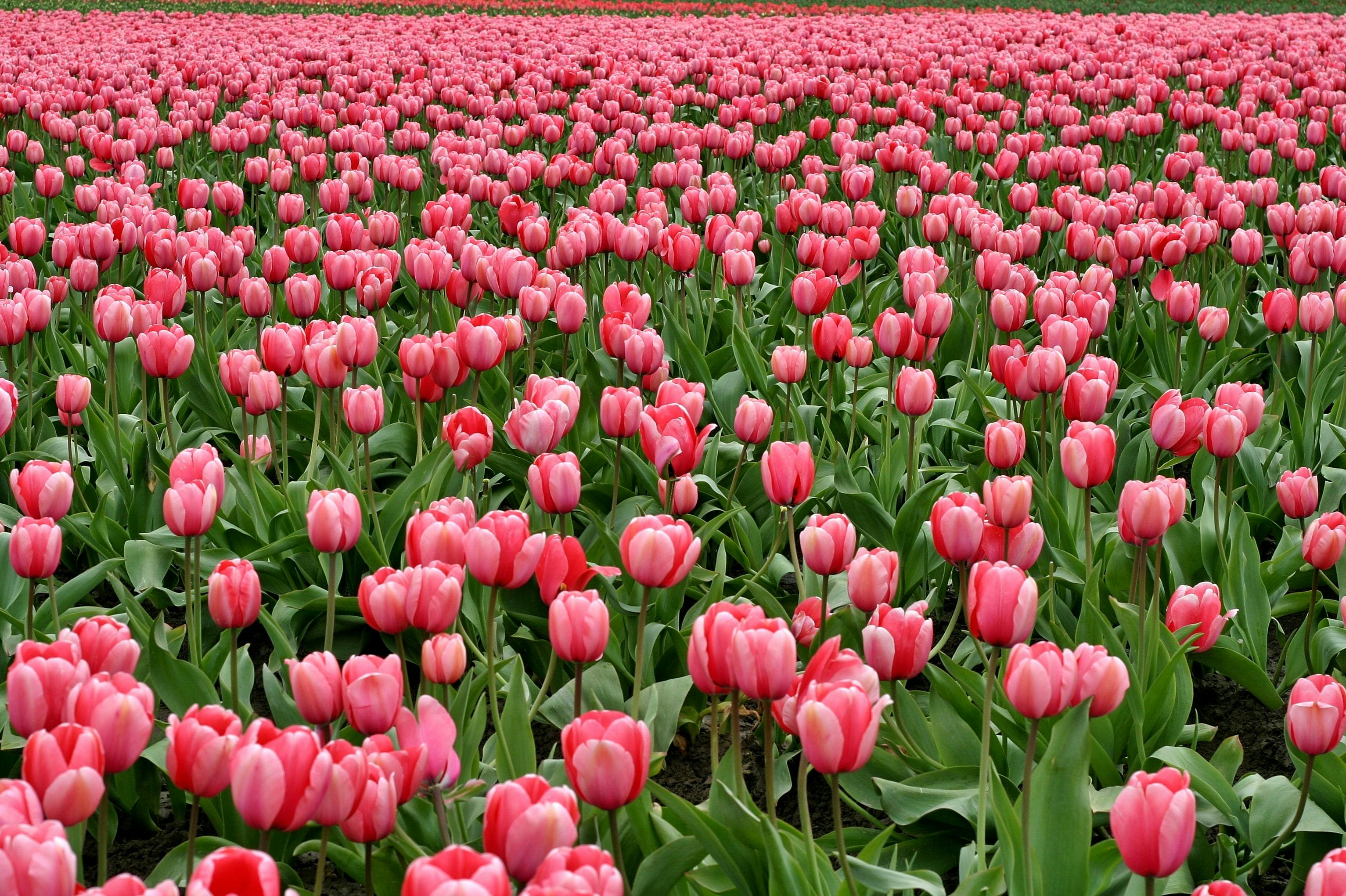 🌸 2025년 봄꽃 축제 일정 한눈에 보기