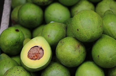 아보카도 효능, 먹는 방법, 보관법 총정리 (2024ver)