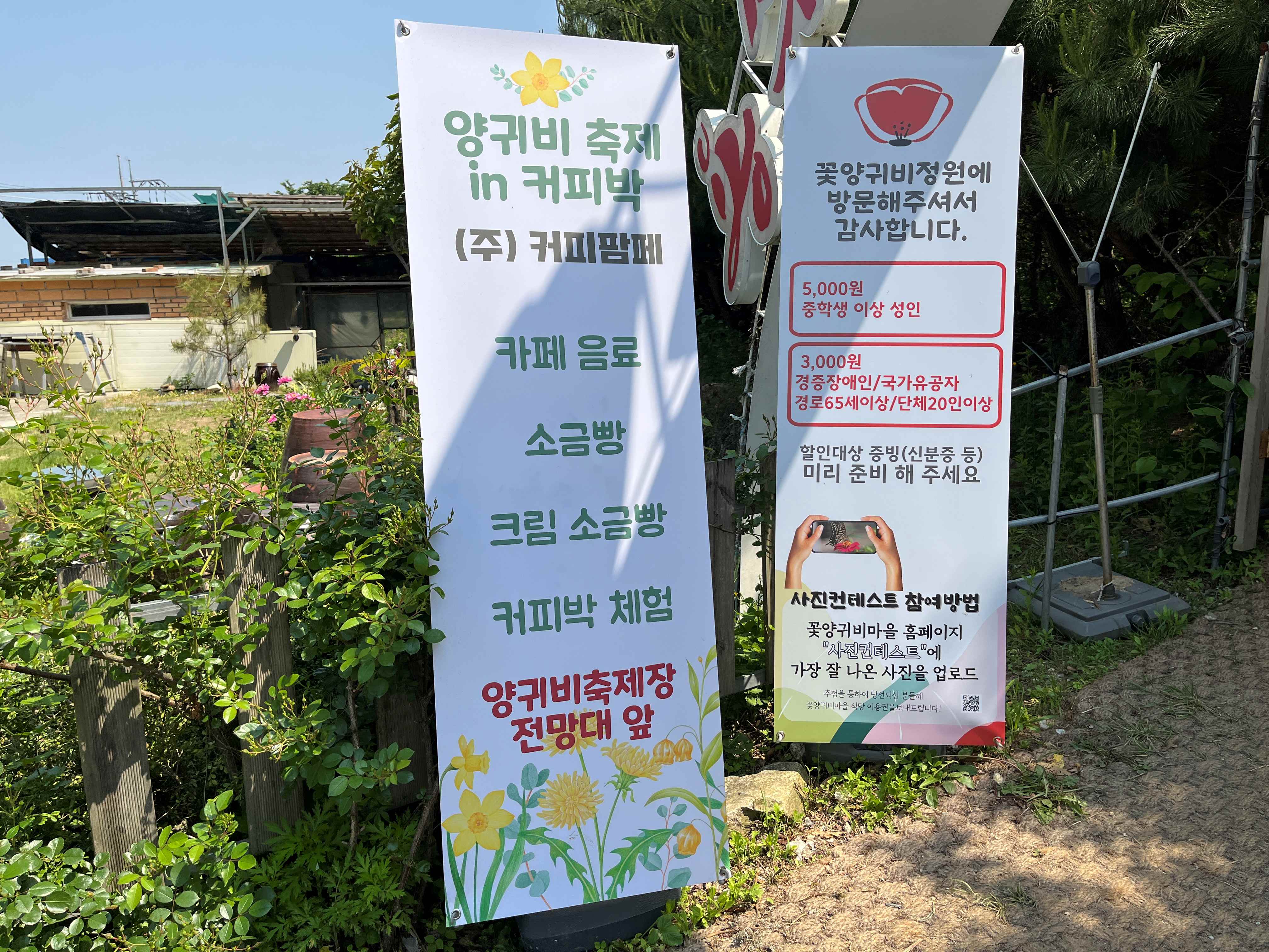 용수골 꽃양귀비 축제