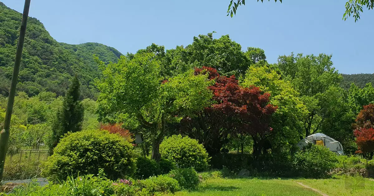앞마당의 신록
