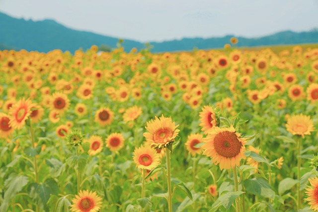 안동