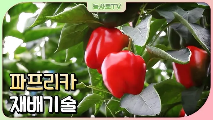 파프리카 재배 모종 선택 하우스 관리 착색 높이는법_8