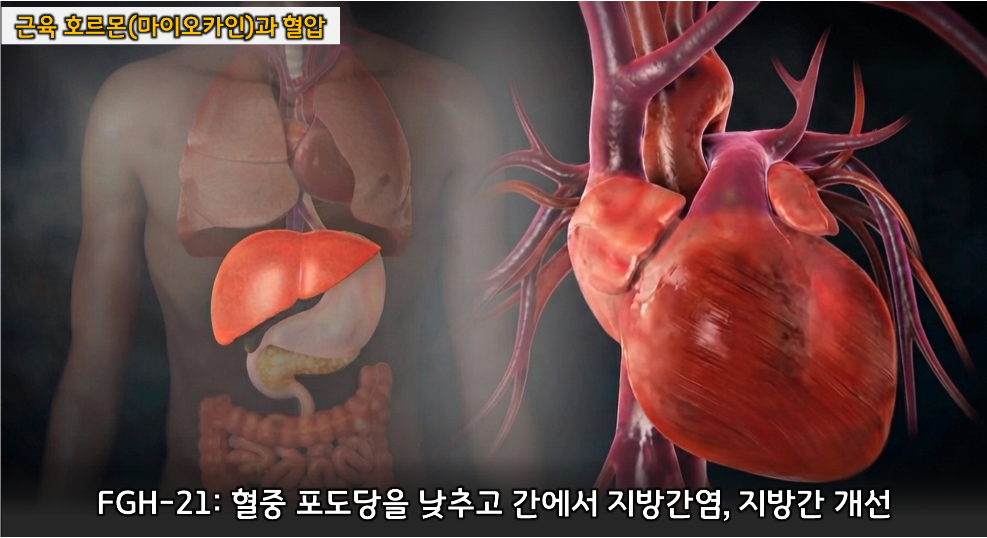 근육 호르몬 (마이오카인, 혈압 개선, 지방간 케어)
