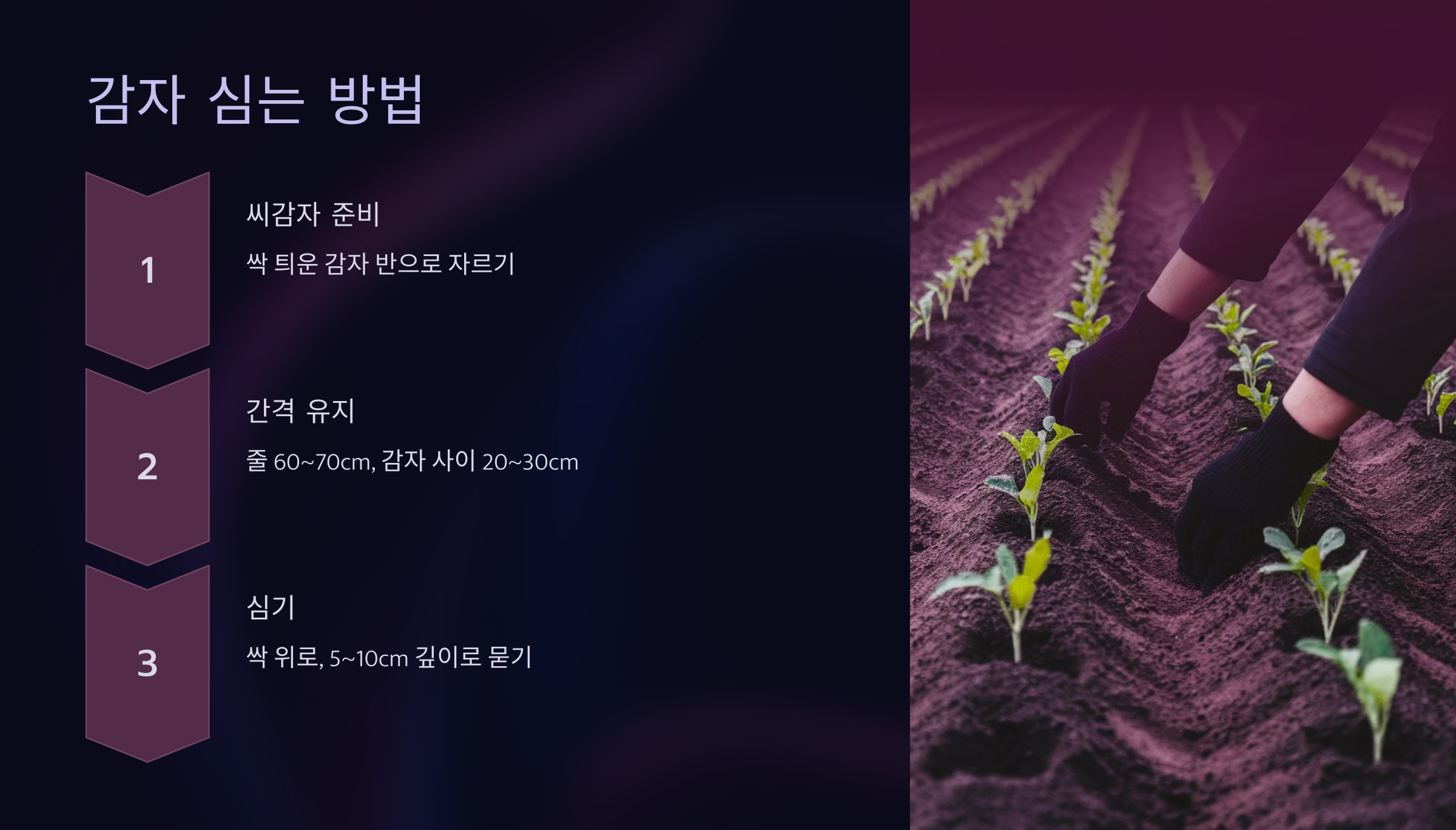 감자 심는 방법