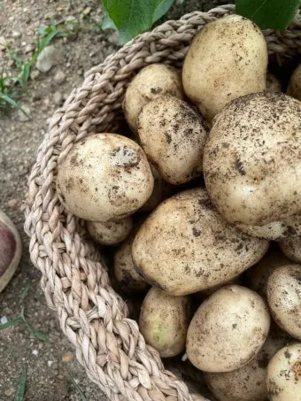 감자 수확시기 지역별 차이와 재배 팁_20
