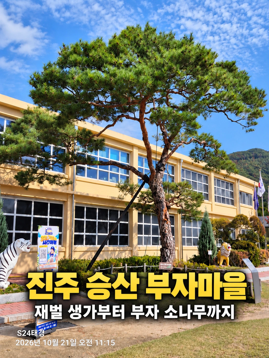 진주 옛 지수초등학교 교정에 푸르게 자란 부자 소나무 전경