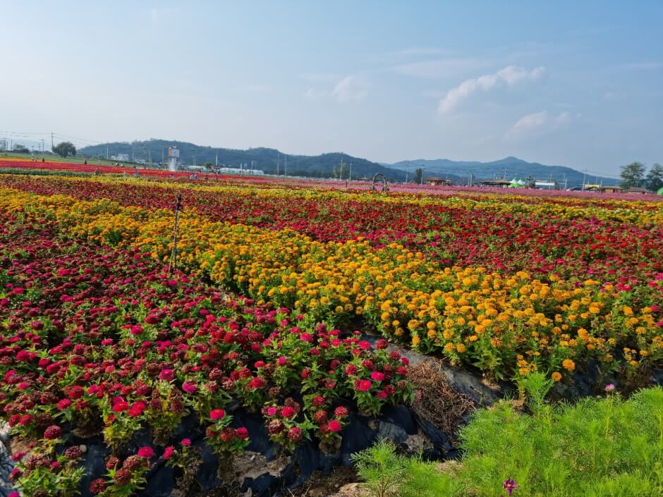 고석정