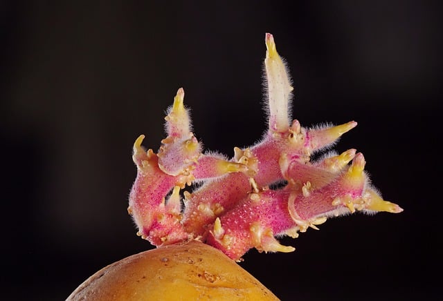 감장의 독성 물질