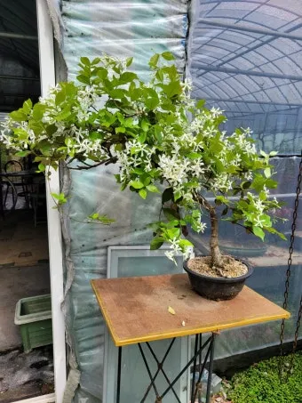 백화등 키우기 삽목방법 가지치기 꽃 노지월동까지_3