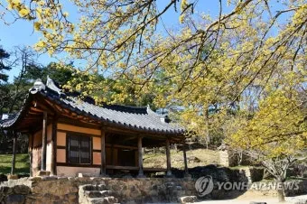 소쇄원 봄 앵두나무꽃 산수유 해당화 개화_42