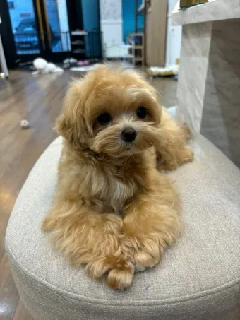 말티푸 단점 장점 성견 크기 분양가격_19