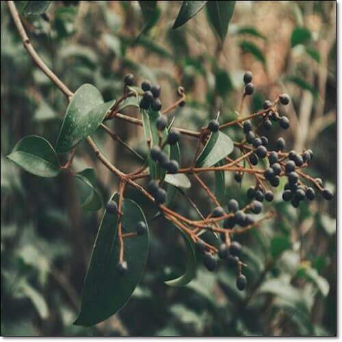 광나무 열매 효능 및 영양성분 먹는 방법 주의사항