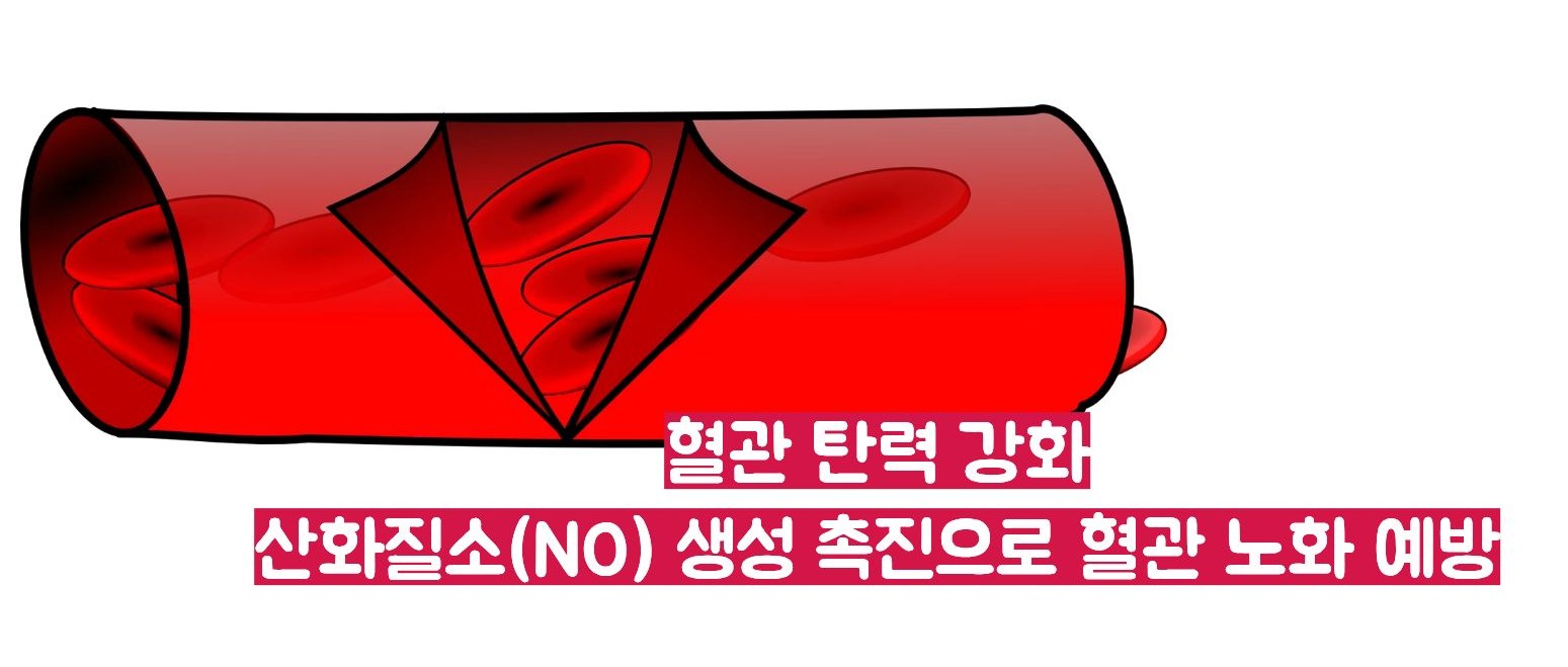 비트 효능