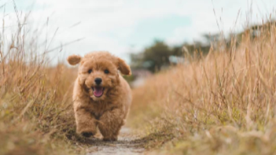 토이푸들이 달리는 사진