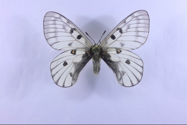 붉은점모시나비, 한국의 마지막 보석 나비|멸종위기 곤충 보호 이야기