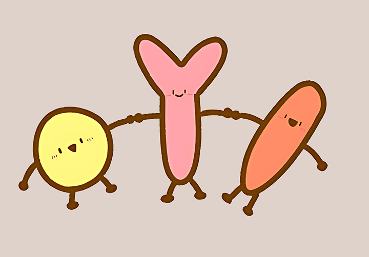 질-내-유산균의-모습