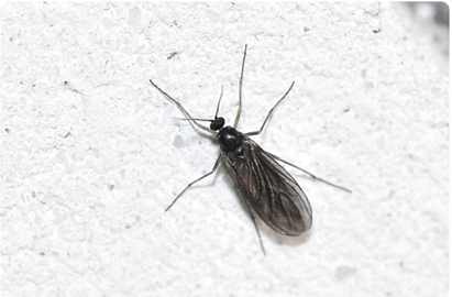 검정날개버섯파리