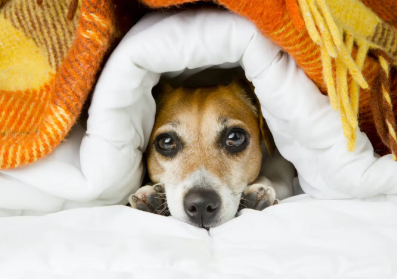 이불에서 들여다보고 있는 개