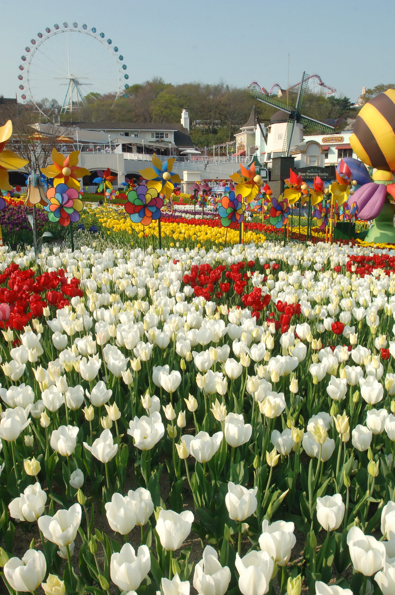 에버랜드 튤립축제