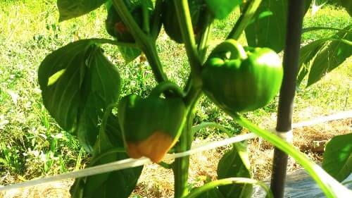 파프리카-노지재배-병충해-방제방법-생육장해-배꼽썩음과